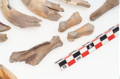 Foto von Tierknochenkonvolut (NHMW-PRAE-003518)